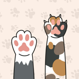 Gato